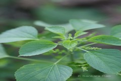 Acalypha indica